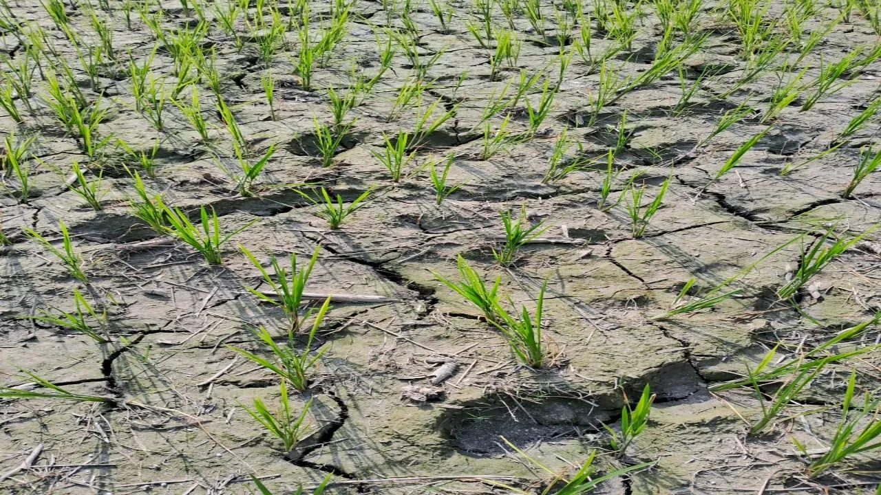 बिजली कटौती से त्रस्त किसानों ने कहा-अब नहीं बचा पाएंगे फसल