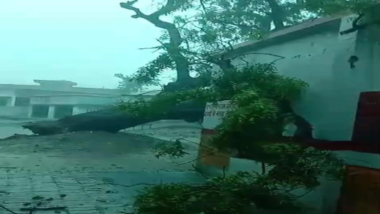 सीतापुर: बारिश और तेज हवाओं से गिरा विशालकाय पेड़, बाल-बाल बचे छात्र