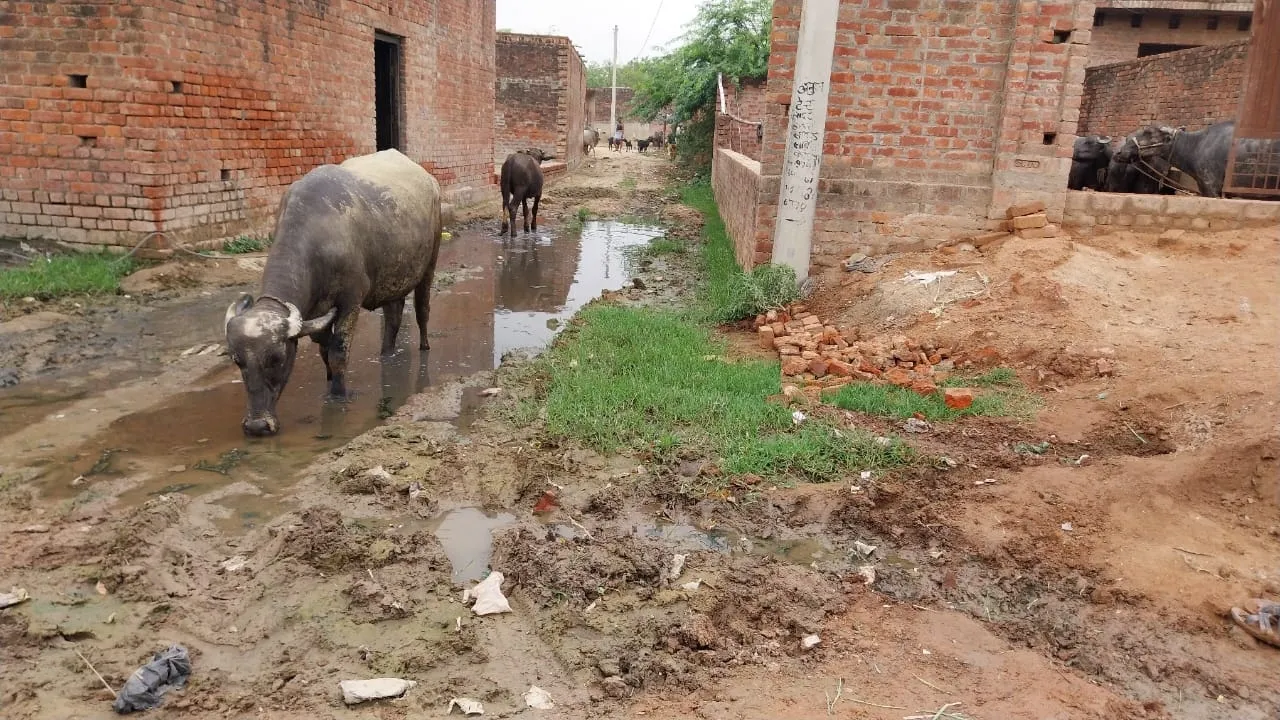 क्या करें साहब, गांव का गलियारा बन गया तालाब!... हरदोई के इस गांव में लोग बेहाल  