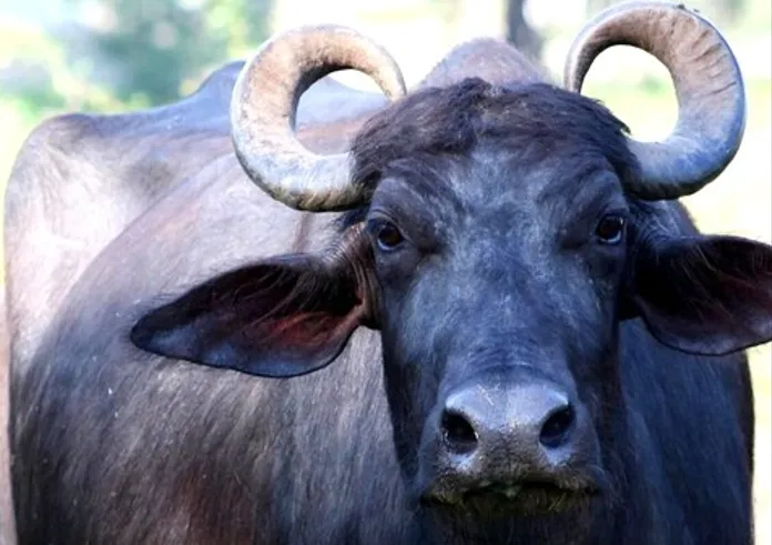 बदायूं: भैंस खरीदने के लिए मायके से नहीं मांगे रुपये...ससुरालियों ने पहले पीटा, फिर गला दबाकर मार डाला