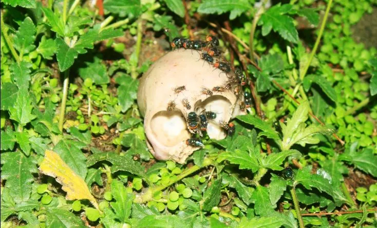 बरेली: जिला महिला अस्पताल में कुत्तों को शिशु कंकाल नोचते देख उड़े लोगों के होश