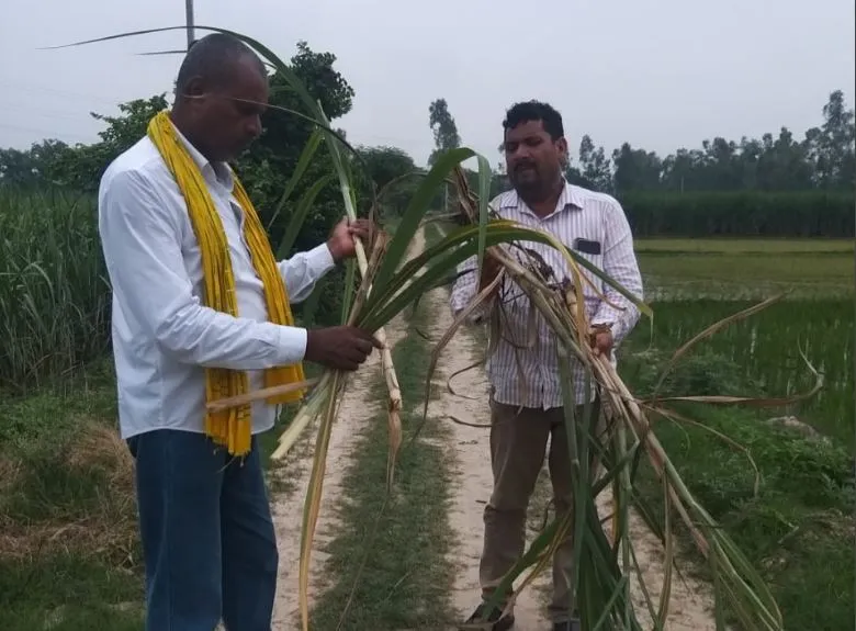 अयोध्या: तीन गंभीर रोगों से गन्ने की फसल हो रही है प्रभावित