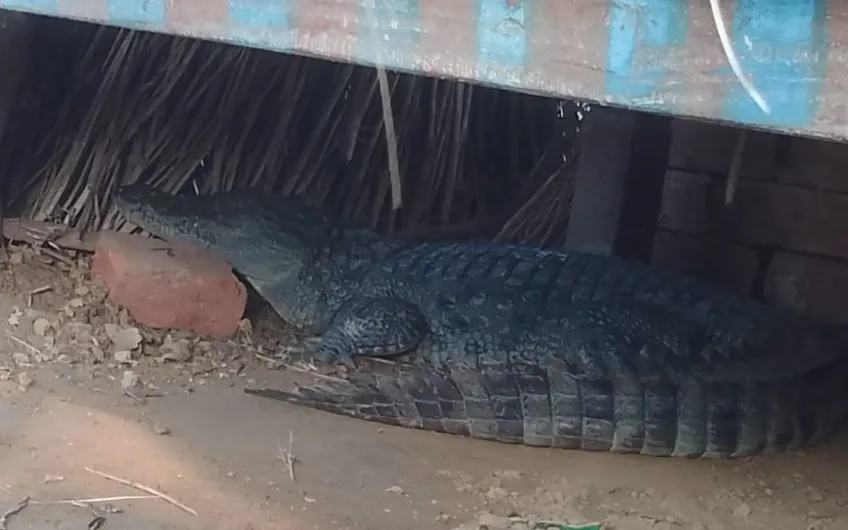 शाहजहांपुर: झोपड़ी में पहुंचा 'मगरमच्छ'... देखते ही मच गई चीख-पुकार, वन विभाग की टीम ने पकड़ा