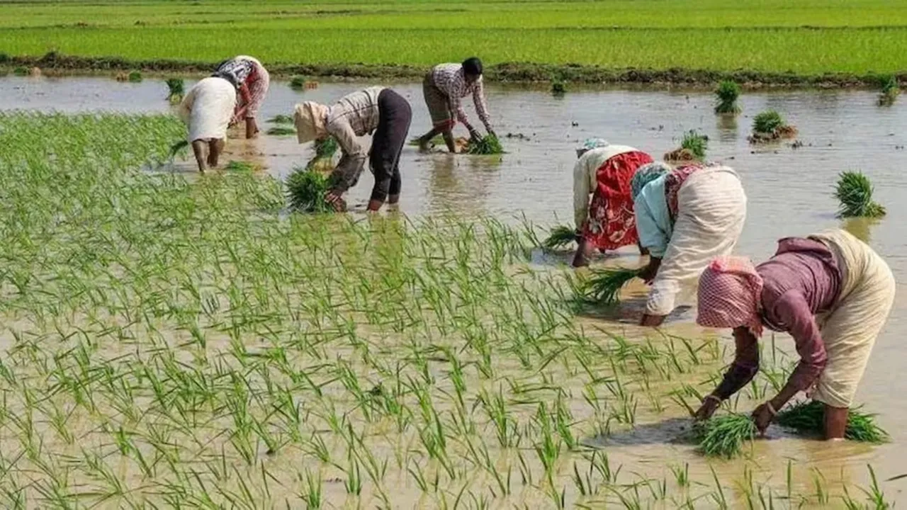 अयोध्या: बारिश न होने से 38 दिनों में मात्र 20 फीसदी हुई धान की रोपाई