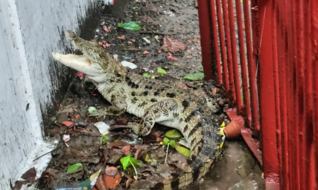 पीलीभीत: कलेक्ट्रेट परिसर में पहुंचा मगरमच्छ तो मच गया हड़कंप, वनकर्मियों ने किया रेस्क्यू