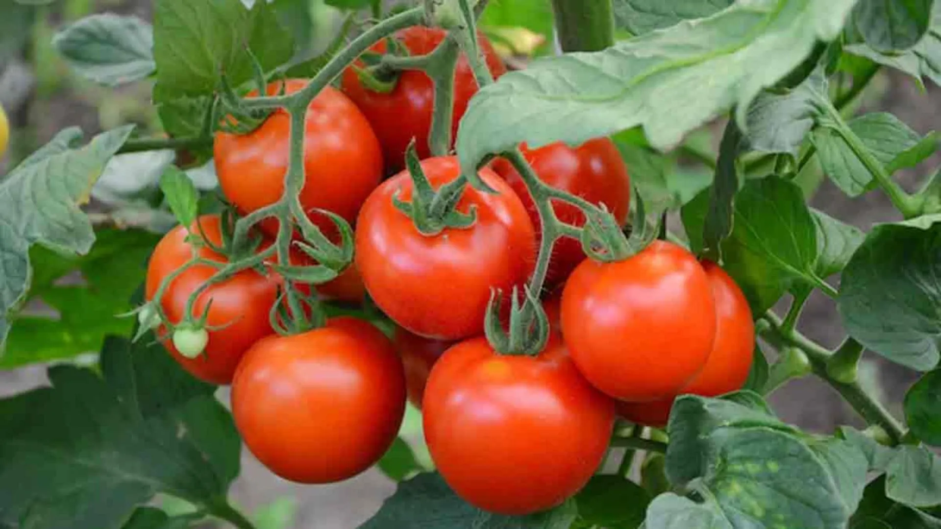 सरकार ने की दिल्ली-NCR में 60 रुपये किलो के भाव पर सब्सिडी वाले टमाटर की बिक्री शुरू 