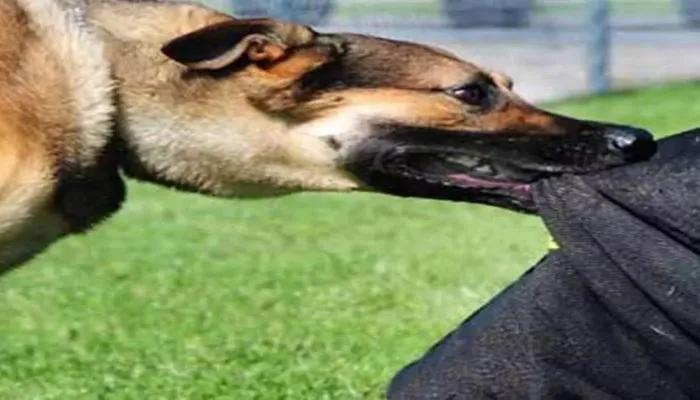 Dog Attack In Amroha: मॉर्निंग वॉक को निकली वृद्धा को कुत्तों के झुंड ने नोच-नोच कर मार डाला...लहूलुहान अवस्था में पड़ा मिला शव