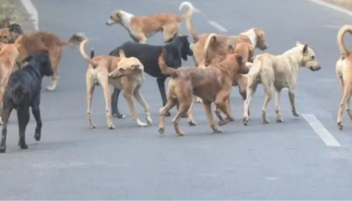 Dog Attack In Unnao: आवारा कुत्तों का आतंक...शुक्लागंज में एक माह में 300 लोगों को काटा, पालिका पकड़ने के लिए नहीं चला रहा अभियान