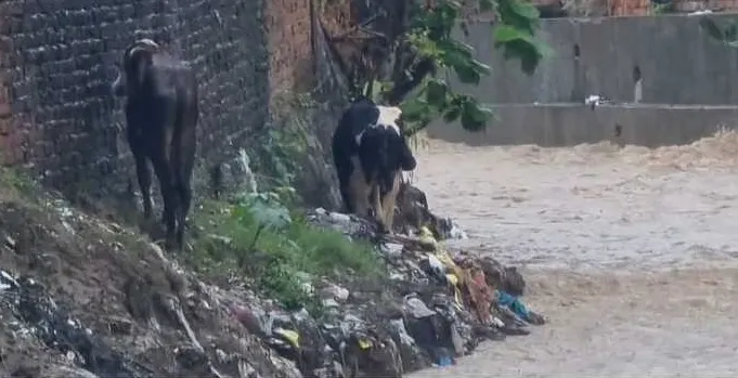 हल्द्वानी: बारिश से उफान पर आया इंद्रानगर नाला, 8 साल का बच्चा बहा