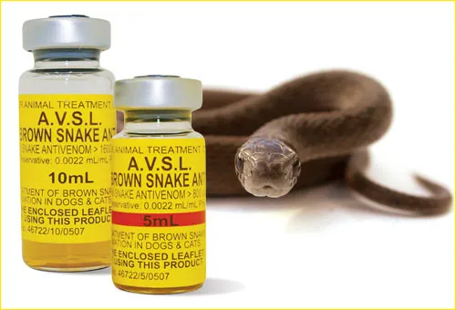 हल्द्वानी: STH ने 1 हजार Snake Anti Venom इंजेक्शन मंगाए