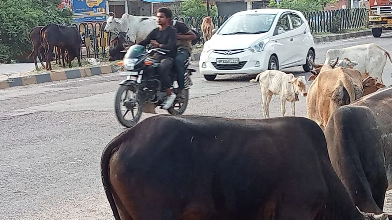 Unnao News: राष्ट्रीय राजमार्ग पर रहता गोवंशियों का जमावड़ा...डीएम के निर्देशों के बावजूद पालिका अधिकारी नहीं पहुंचाते गौशाला