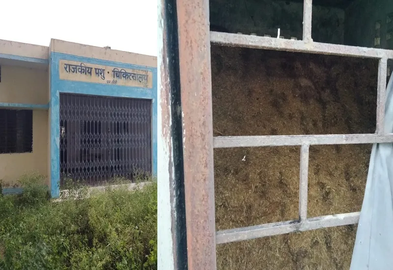 अमरोहा : तरौली के राजकीय पशु चिकित्सालय में भरा भूसा, चारों तरफ पसरी गंदगी 