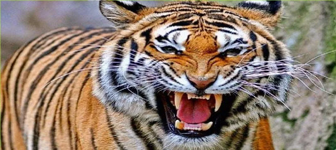 रामनगर: बाइक सवार पर झपटा बाघ, बाल-बाल बची जान        