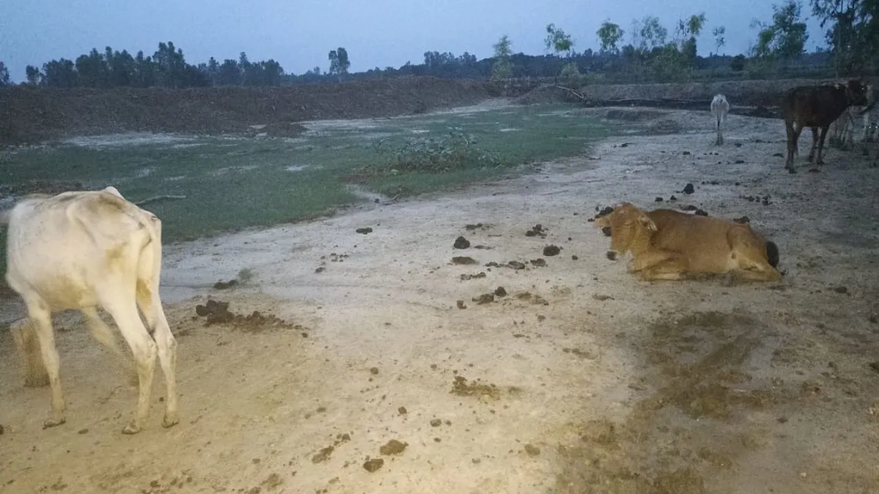 Unnao News: गौशाला’ में सूखा भूसा खाने को विवश ‘गोवंश’...जिम्मेदार बेखबर 