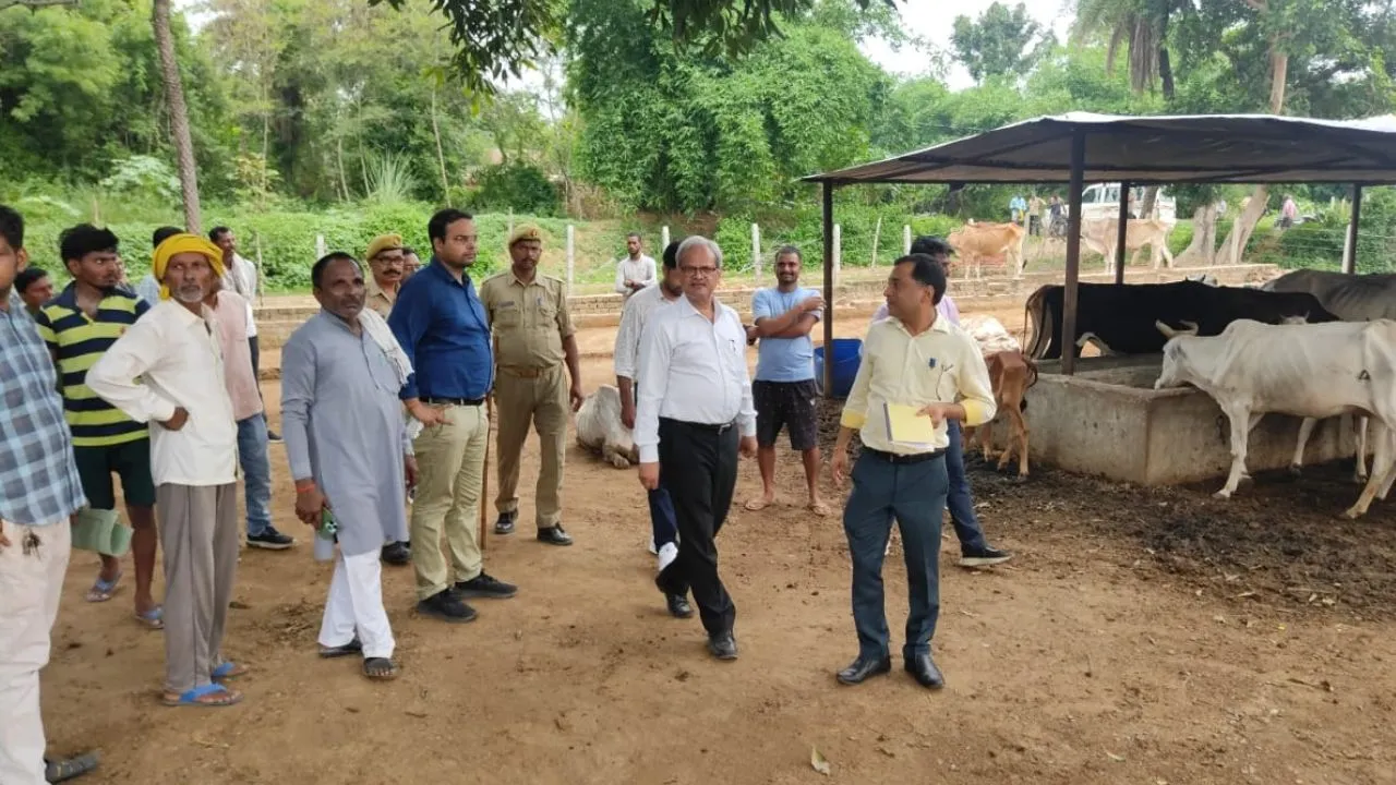 Unnao News: मृत गोवंश को बेरहमी से खींचने का वीडियो वायरल...अमृत विचार में खबर चलने के बाद प्रशासन हरकत में आया
