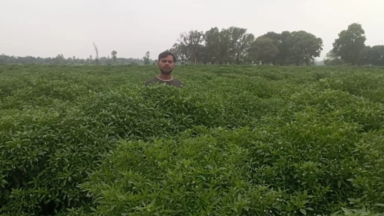 दाम बढ़े तो मिर्च की पैदावर में गर्मी की मार: पौधों में नहीं आ रहा फल, किसान परेशान