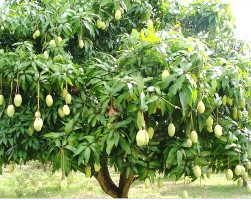 रामपुर: आम के आकार पर भी पड़ी भीषण गर्मी की मार, प्रति पेड़ करीब 10 किलो उत्पादन हुआ कम