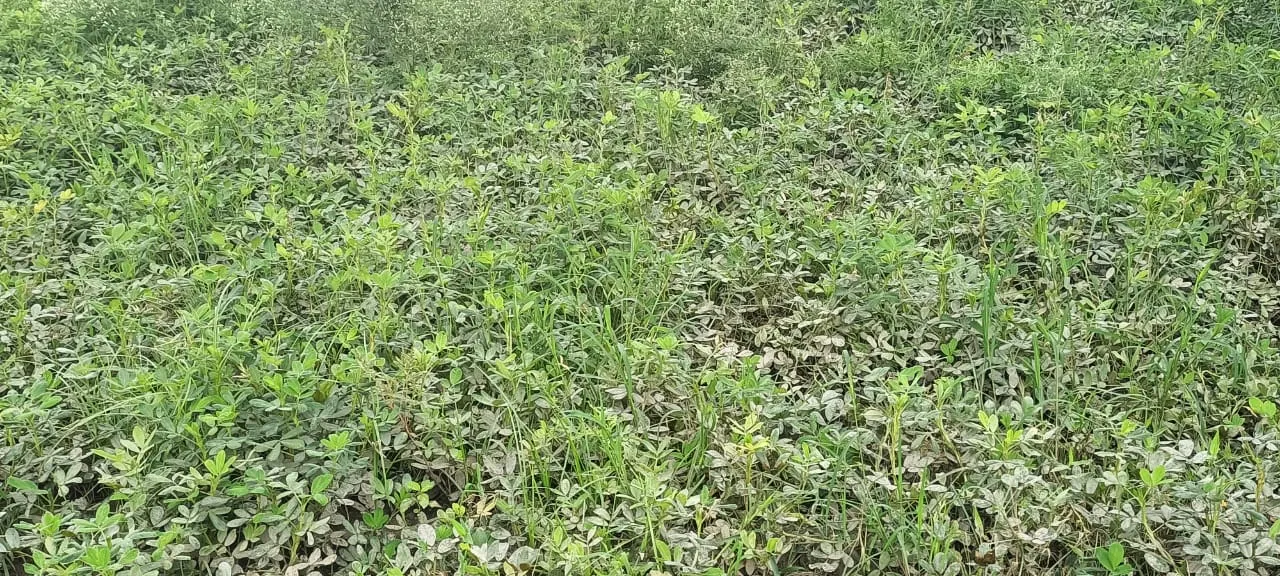 कासगंज: झमाझम बारिश से बिगड़ी मूंगफली और मक्का की फसल की सूरत