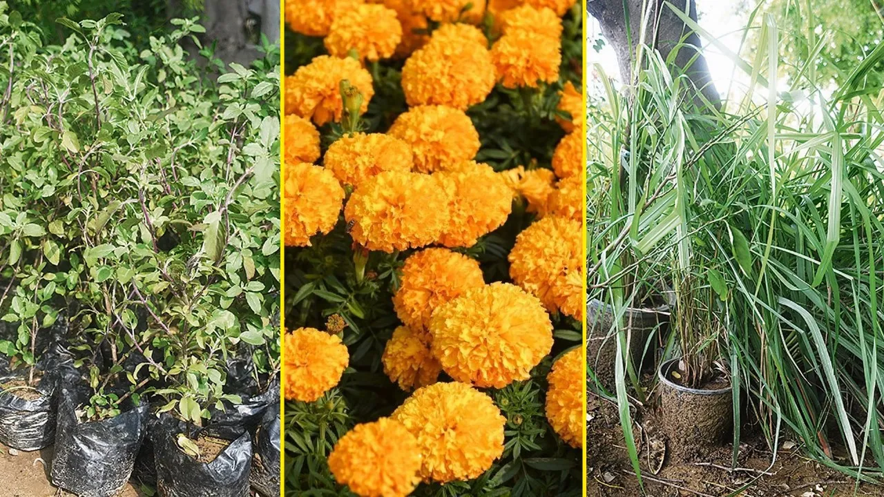 बरेली: मच्छरों को भगाने का आसान उपाय...घरों में लगाएं तुलसी, गेंदा और लेमन ग्रास के पौधे