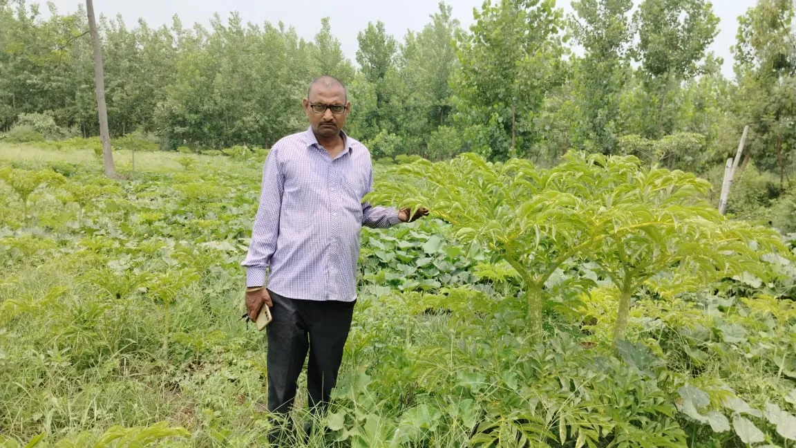 सीतापुर: गांजर का जिमीकंद सऊदी अरब में बढ़ा रहा खाने का स्वाद