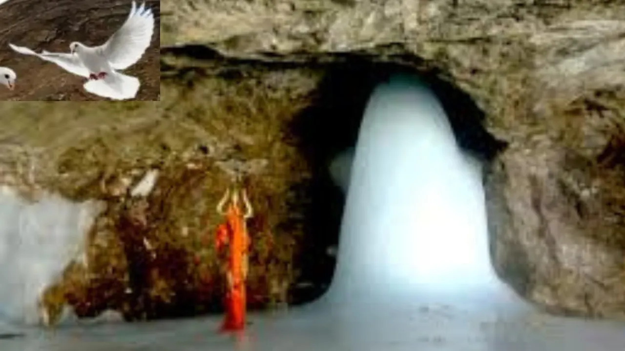 अमरनाथ की गुफा में अमर कबूतर! जाने क्या है इसके पीछे का सच