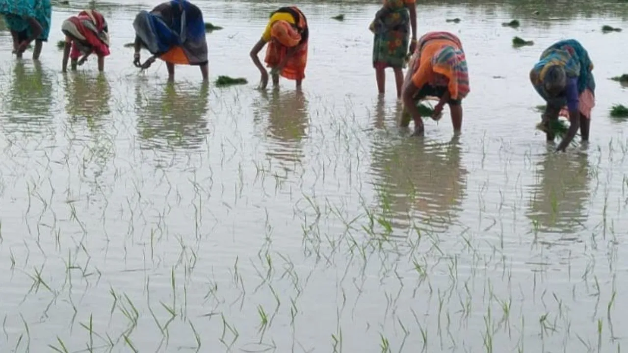 Unnao News: बारिश न होने से धान रोपाई करने वाले किसान हो रहे परेशान...मौसम की बेरूखी के साथ ही महंगाई की भी मार झेल रहे