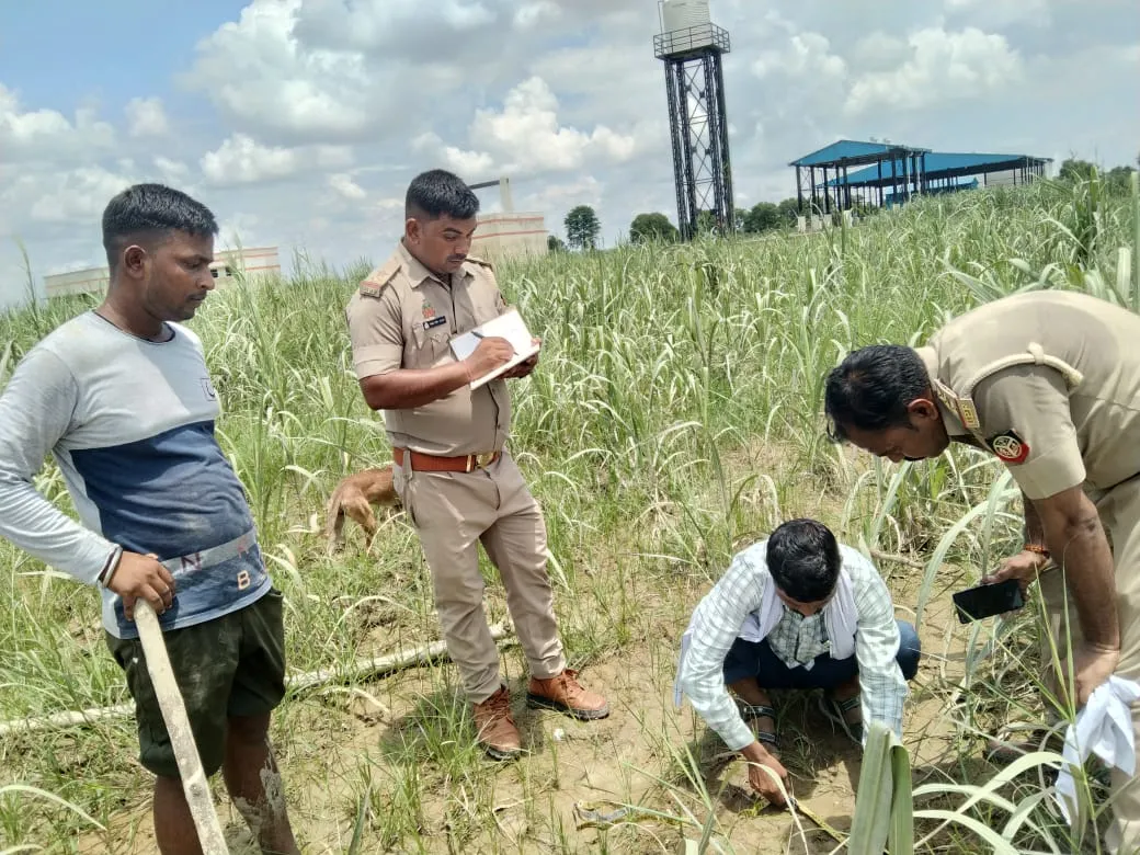 पीलीभीत : खेत में स्प्रे करने गए किसान को दिखा बाघ, शीशम के पेड़ पर चढ़कर बचाई जान