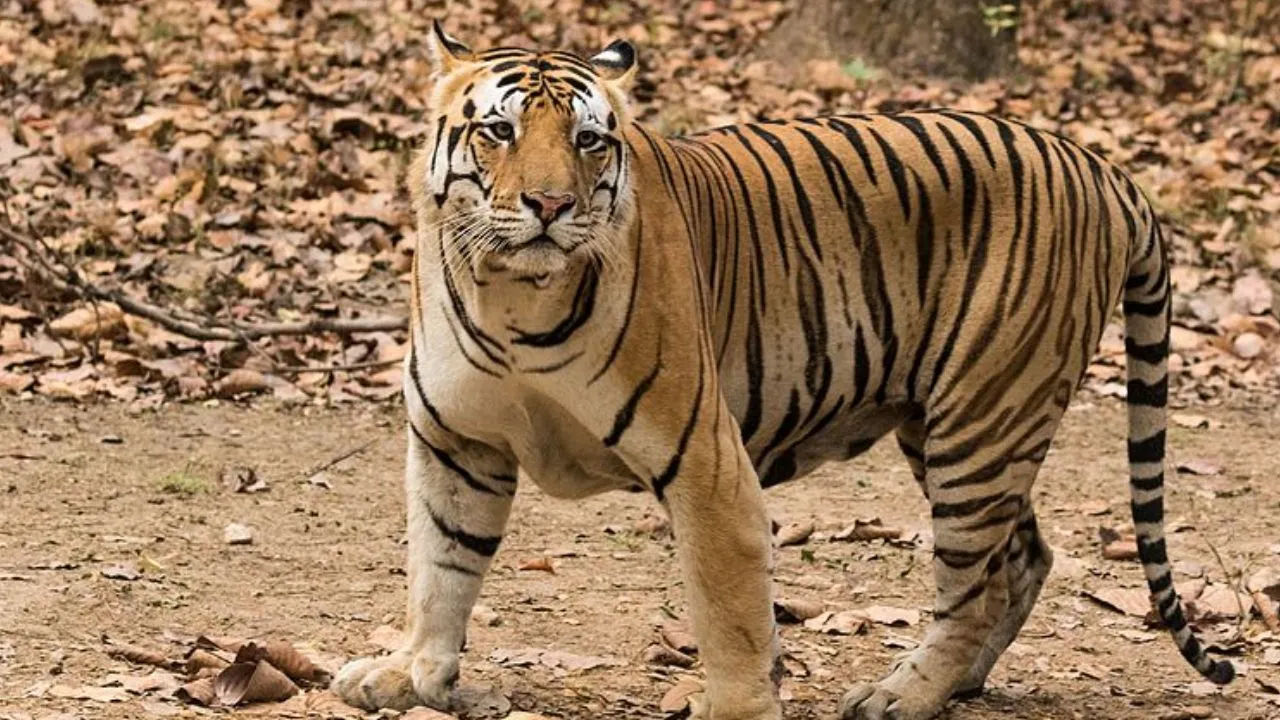Lakhimpur Kheri News: रजबहा माइनर पटरी किनारे बाघ देख भागे किसान...ग्रामीणों ने वन विभाग को दी सूचना