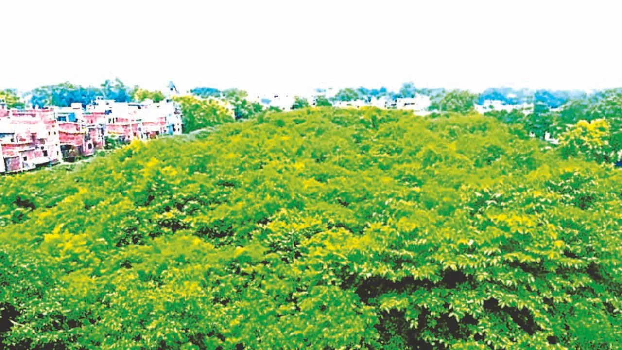 Kanpur: शहर में हरित जंगल बनाकर रोकें बढ़ता तापमान व प्रदूषण; नगर निगम को मियावाकी पद्धति से जंगल विकसित करने के आदेश  