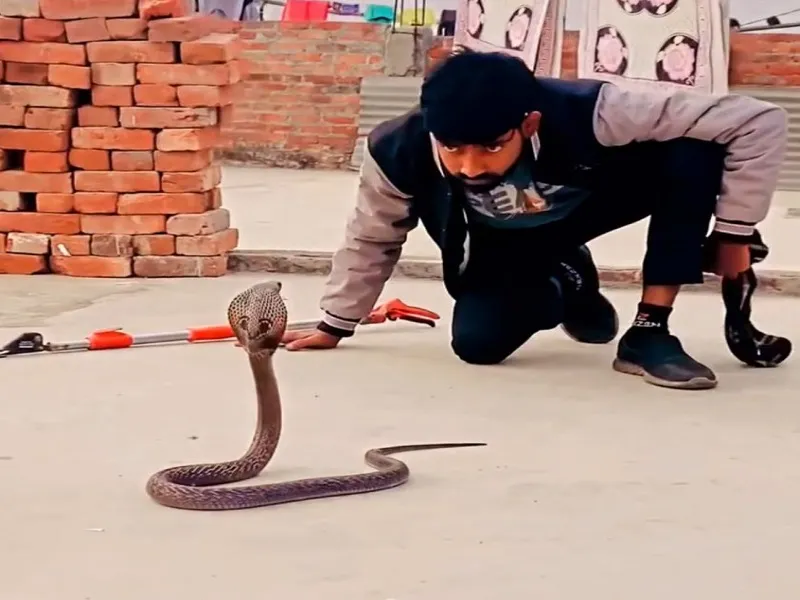 मुरादाबाद : पांच हजार से अधिक सांपों को नया जीवन दे चुके हैं अजीम, 10 साल से निशुल्क कर रहे कार्य