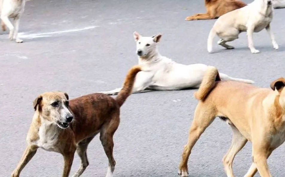बरेली:  सीबीगंज में गली में खेल रहे तीन बच्चों पर कुत्तों ने बोला हमला