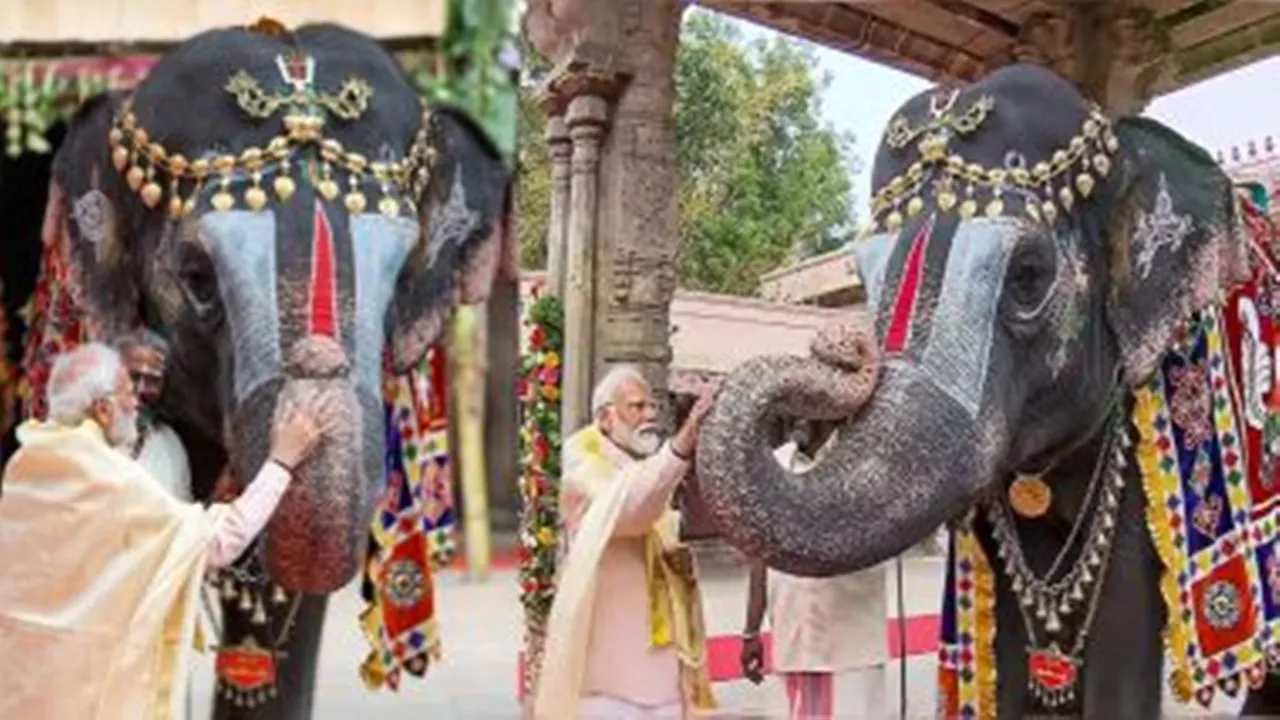 World Elephant Day: विश्व हाथी दिवस पर पीएम मोदी ने 'एक्स' पर शेयर की यह खूबसूरत तस्वीर, जताई संरक्षण की प्रतिबद्धता
