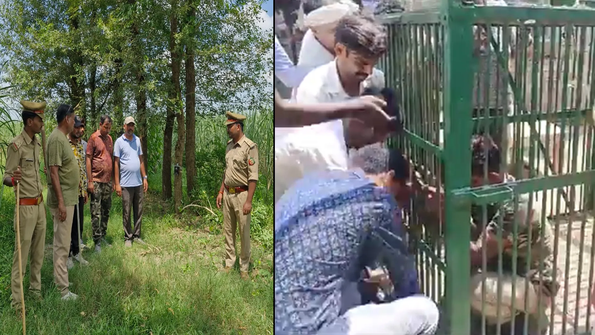 लखीमपुर खीरी: बाघ को पकड़ने चले थे मगर पिंजरे में कैद हो गया वनकर्मी