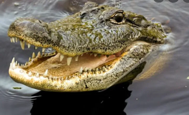 नानकमत्ता: मगरमच्छ ने देवहा नदी में युवक को बनाया निवाला