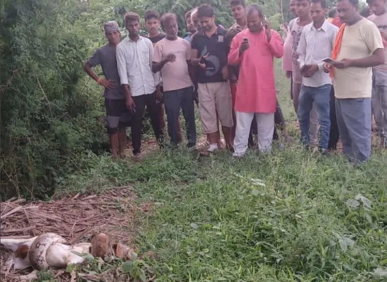 अयोध्या: न अजगर पकड़ में आया न बची बकरी की जान, ग्रामीणों में दहशत 