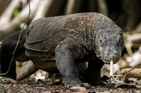 हरिद्वार: 285  Monitor Lizard के अंग बरामद...कुछ लोगों ने पूजा-पाठ के नाम पर बनाया ठगी का जरिया
