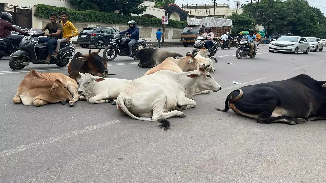 बाराबंकी: हर ब्लॉक में कैटल कैचर, सड़कों पर मवेशियों की बारात, राहगीरों की जान को खतरा 