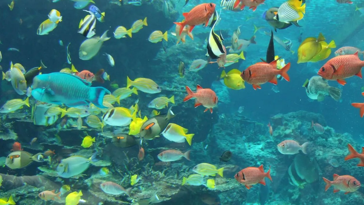 Kanpur Dehat: कालेश्वर मंदिर परिसर के तालाब में दस दिनों से मर रही मछलियां...ऑक्सीजन लेवल कम होने से मौत की आशंका