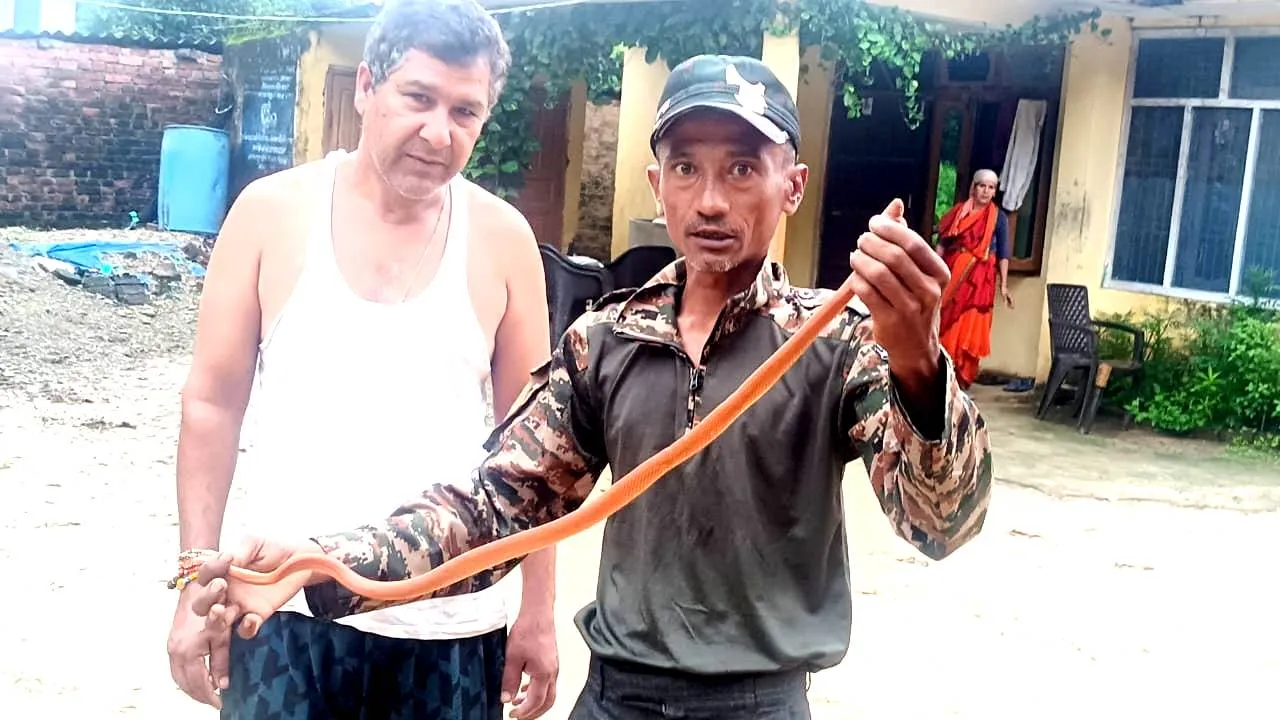 खटीमा: दुर्लभ प्रजाति का लाल मूंगा कुकरी सांप (रेड कोरल) किया रेस्क्यू