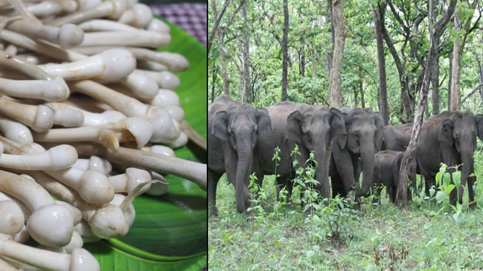 लखीमपुर खीरी : धरती के फूल की तलाश पड़ी महंगी, हाथियों के झुंड ने कुचलकर मार डाला