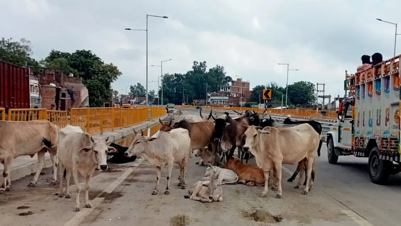 Unnao News: कानपुर-रायबरेली मार्ग पर आए दिन गोवंश हो रहे हादसे के शिकार...डीएम से लगाई गौशाला पहुंचवाने की गुहार 