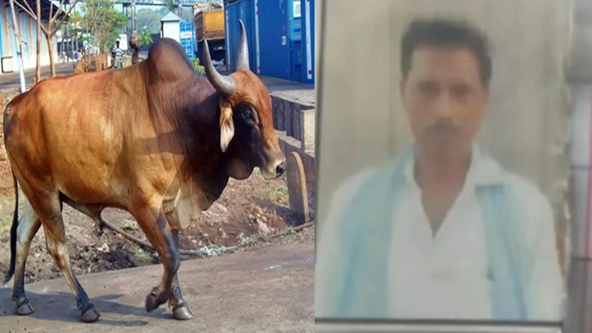 शाहजहांपुर:सांड ने खेत रखा रहे किसान को पटक-पटकर मार डाला