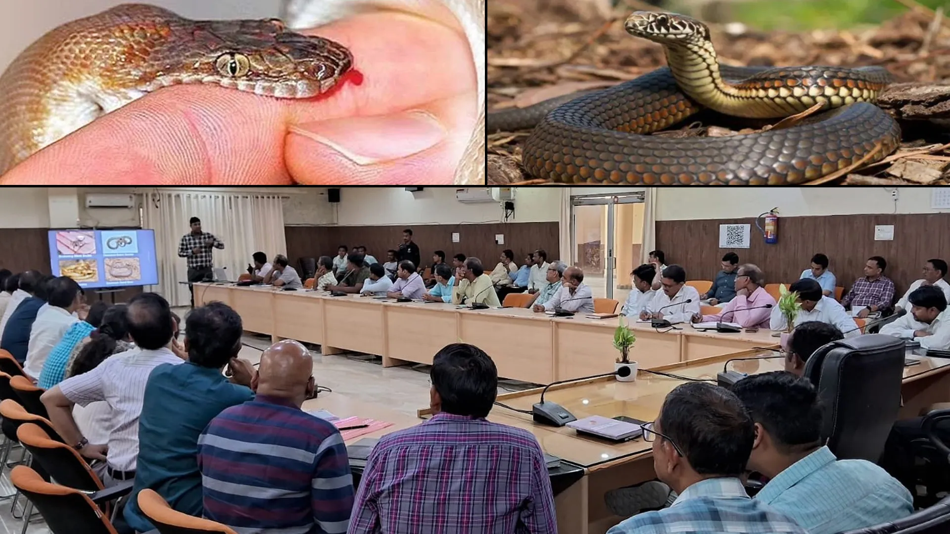 कासगंज : सांप काटे तो तंत्र-मंत्र में समय न करे बर्बाद...ये हैं बचाव के तरीके