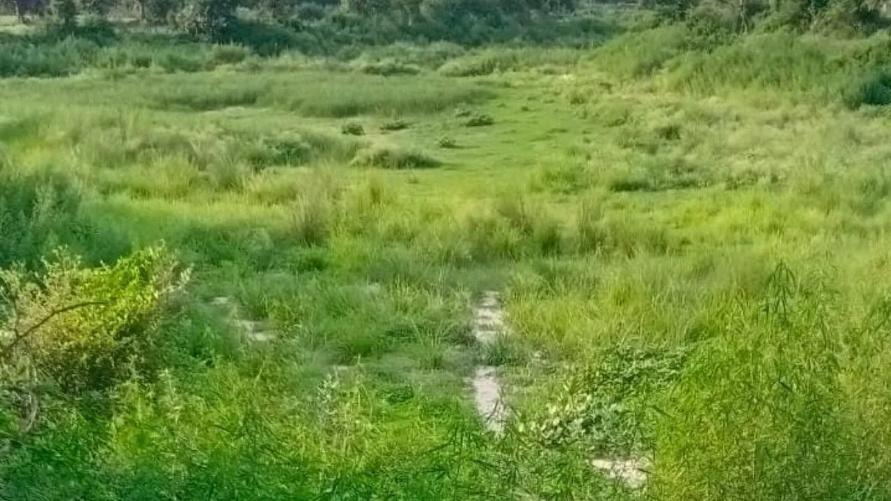 Unnao News: सावन में भी नहीं बरसे मेघ, सूख गया कभी न सूखने वाला ‘सूरजकुंड’ 