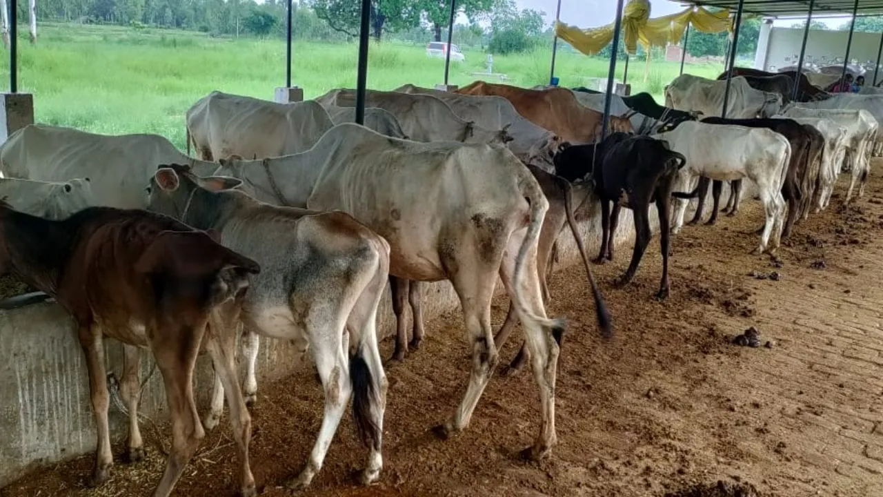 Unnao News: गौशाला बदहाल...भूख से तड़पकर दम तोड़ रहे गोवंश, गौशालाओं की स्थिति बदतर, जिम्मेदार नहीं दे रहे ध्यान