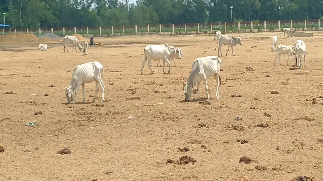 बाराबंकी : भूसा, चारे पर लाखों खर्च, मवेशी खा रहे मिट्टी, गोबर