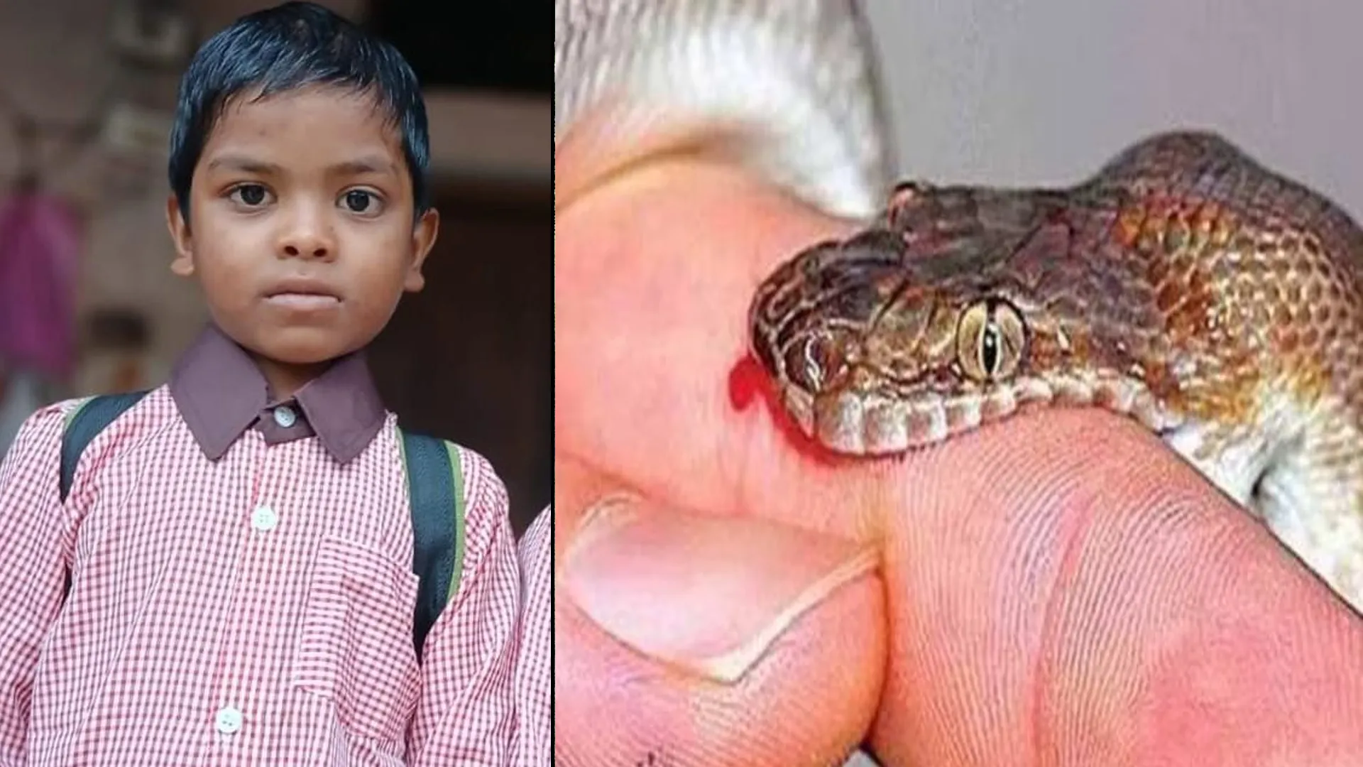 कासगंज : घर में सो रहे बच्चे की सांप के डसने से मौत, परिजनों का रो-रोकर बुरा हाल