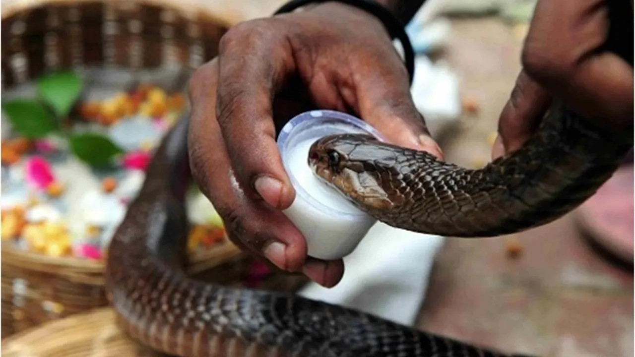 सांप के लिए दूध जहर से कम नहीं, दूध पीने से हो जाती है मौत