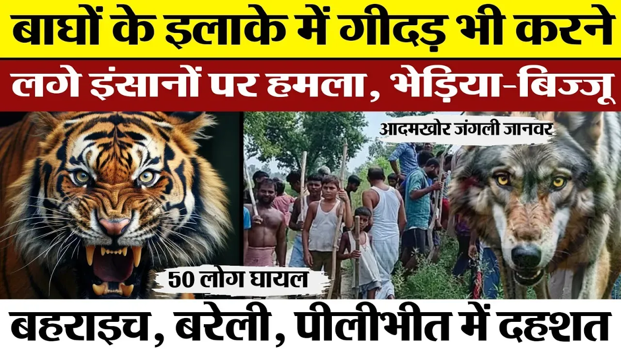 UP News : Bareilly | Pilibhit और Bahraich में भेड़ियों से लेकर, सियार-बिज्जू, गीदड़ के बढ़ते हमले ।