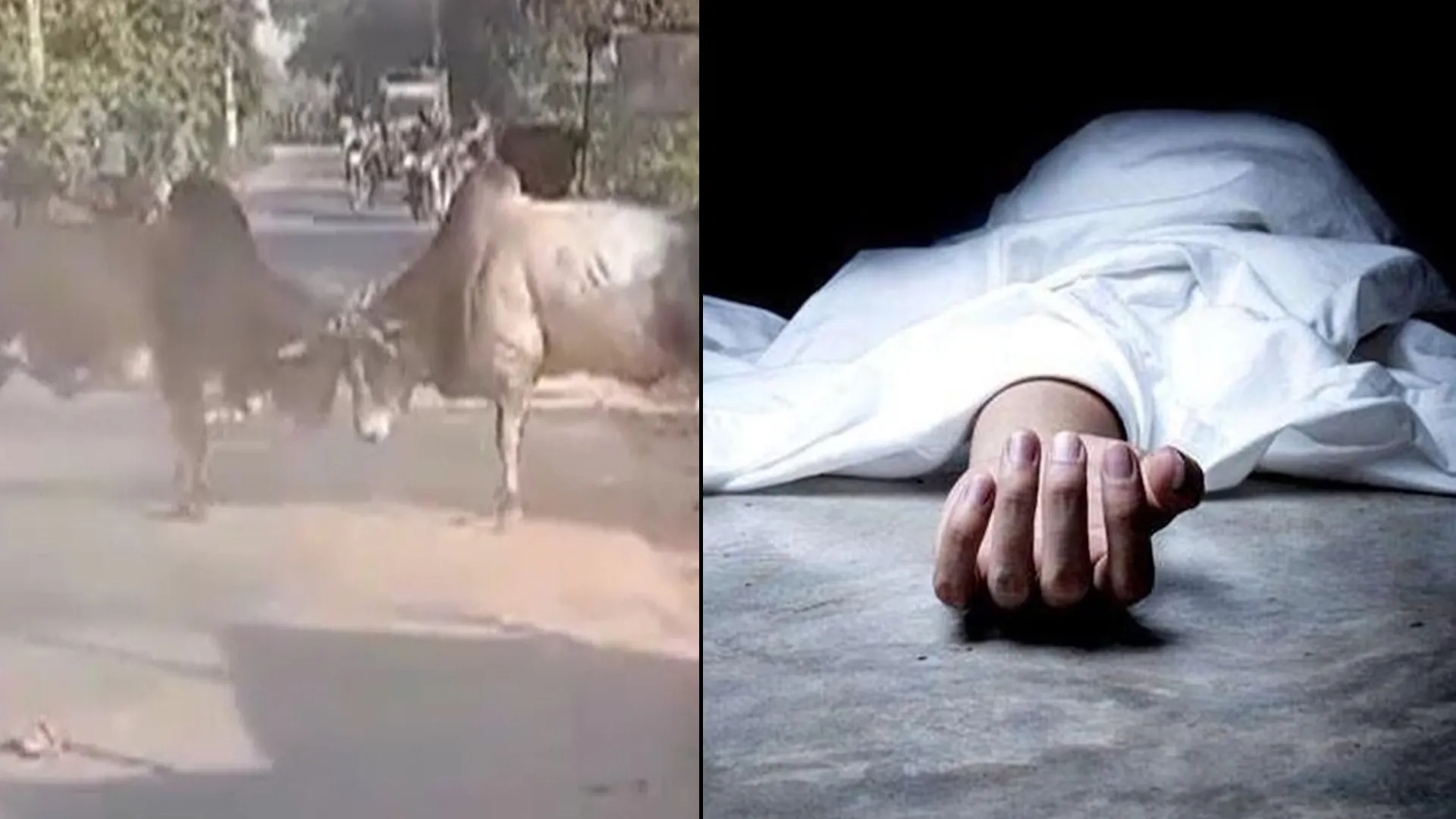 कासगंज: बीच सड़क पर भिड़ गए दो बैल, रास्ते से गुजर रहे बुजुर्ग को भी पटक दिया, मौत